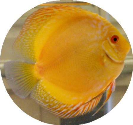 Siam Yellow Master Discus Fish - 2 inch Siam Yellow Master Discus Fish - 2 inch